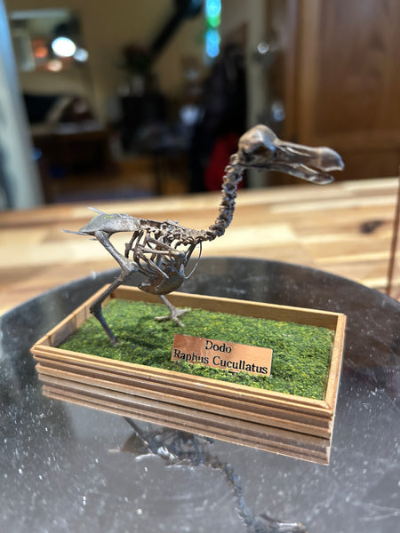 Hand painted resin Dodo skeleton in case.