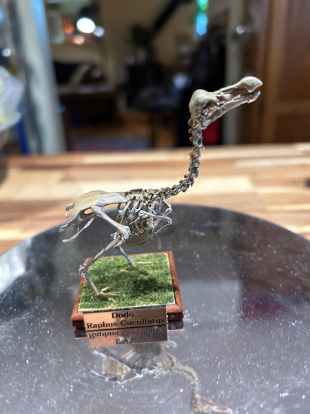 Resin Dodo skeleton
