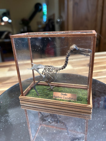 Hand painted resin Dodo skeleton in case.